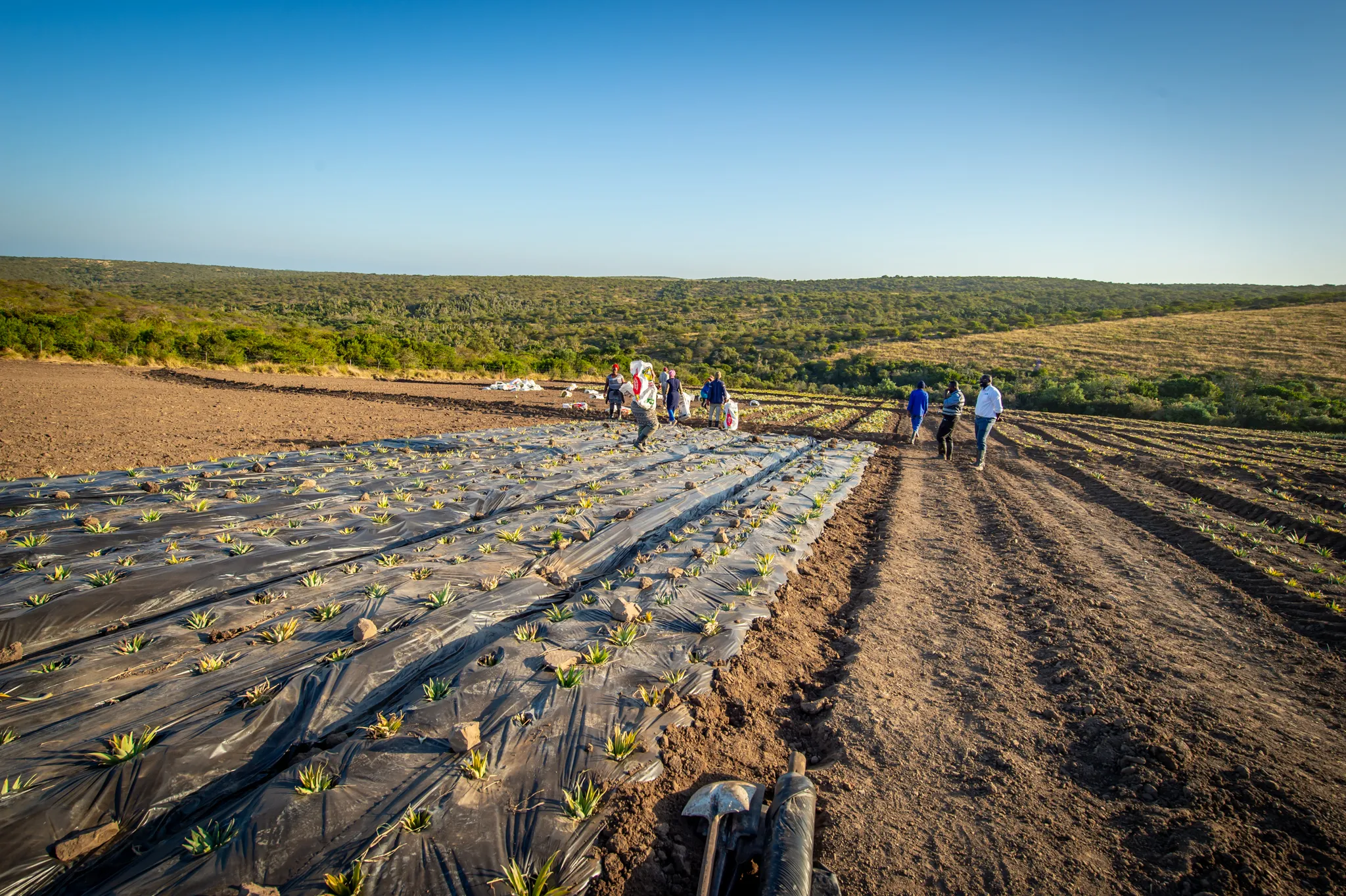 Free plastic farming